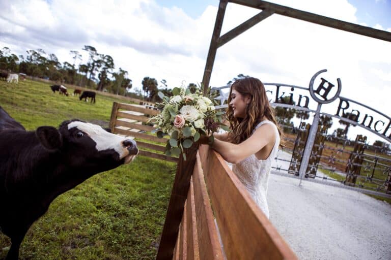 A bride in a white lace gown leans over a wooden fence at a South Florida ranch wedding venue, playfully offering her bouquet to a curious black-and-white cow, with an elegant ranch entrance and open fields in the background.